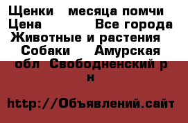 Щенки 4 месяца-помчи › Цена ­ 5 000 - Все города Животные и растения » Собаки   . Амурская обл.,Свободненский р-н